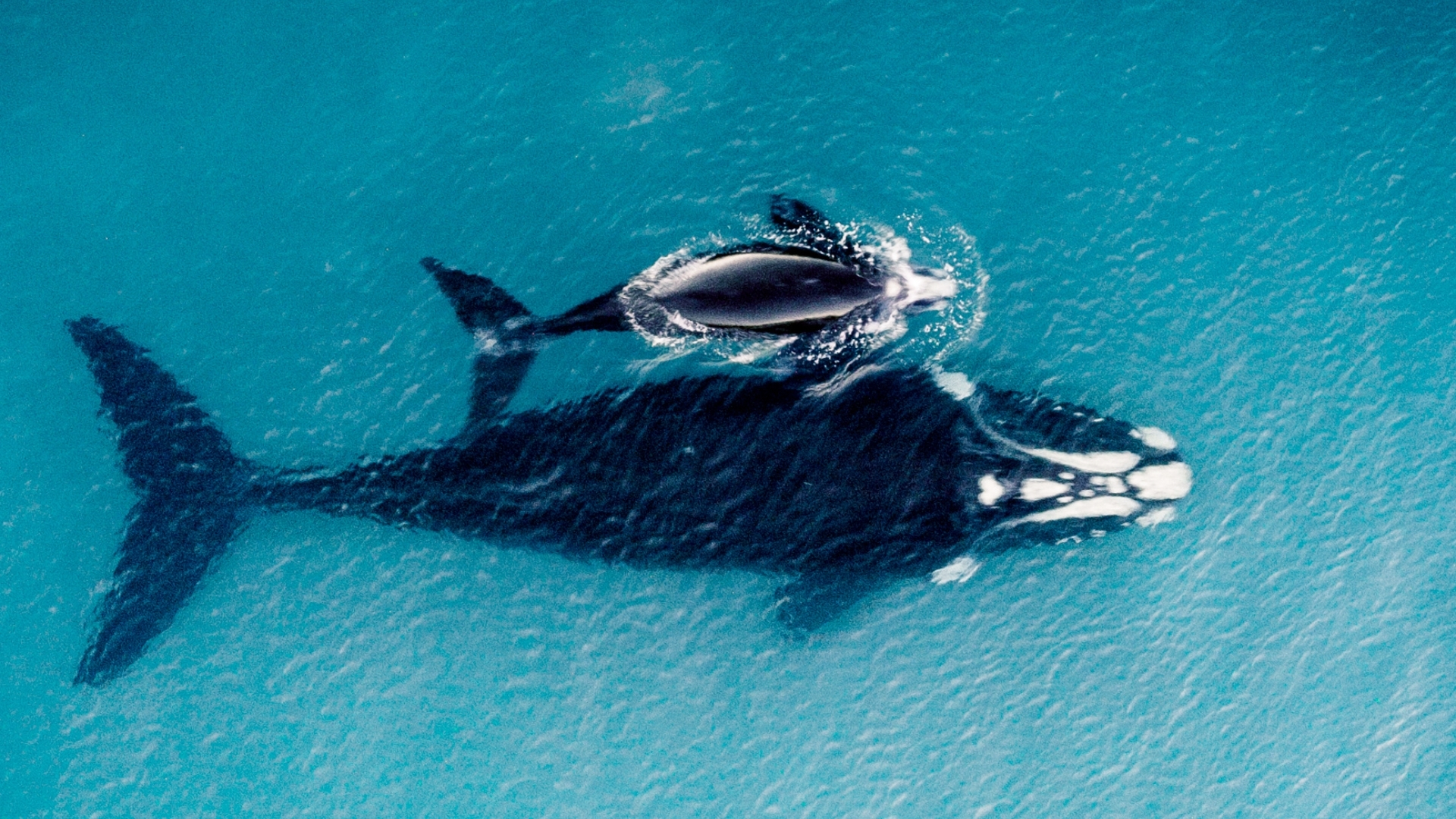 Baleines Norvégiennes hautement toxiques